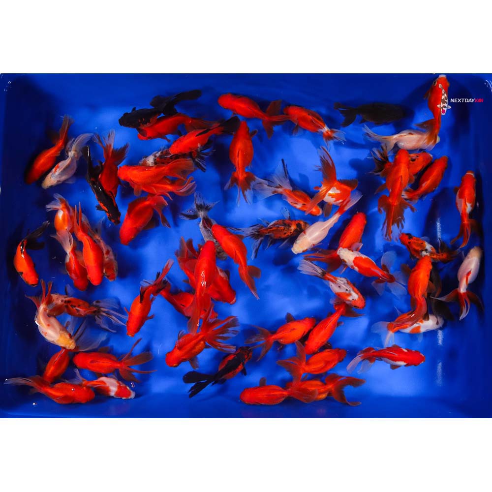 4-5" Imported Mixed Ryukin Goldfish - Image 8