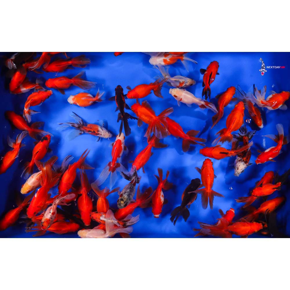 4-5" Imported Mixed Ryukin Goldfish - Image 11