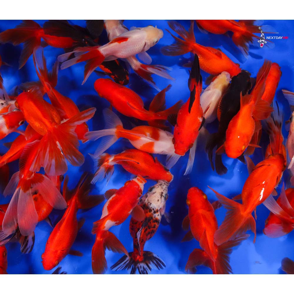 4-5" Imported Mixed Ryukin Goldfish - Image 6