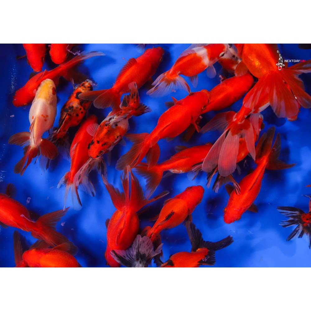 4-5" Imported Mixed Ryukin Goldfish - Image 3