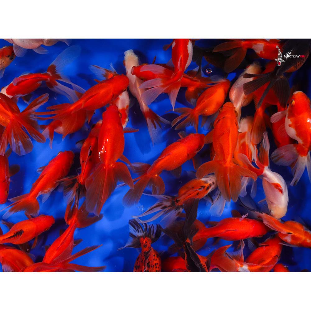 4-5" Imported Mixed Ryukin Goldfish - Image 9