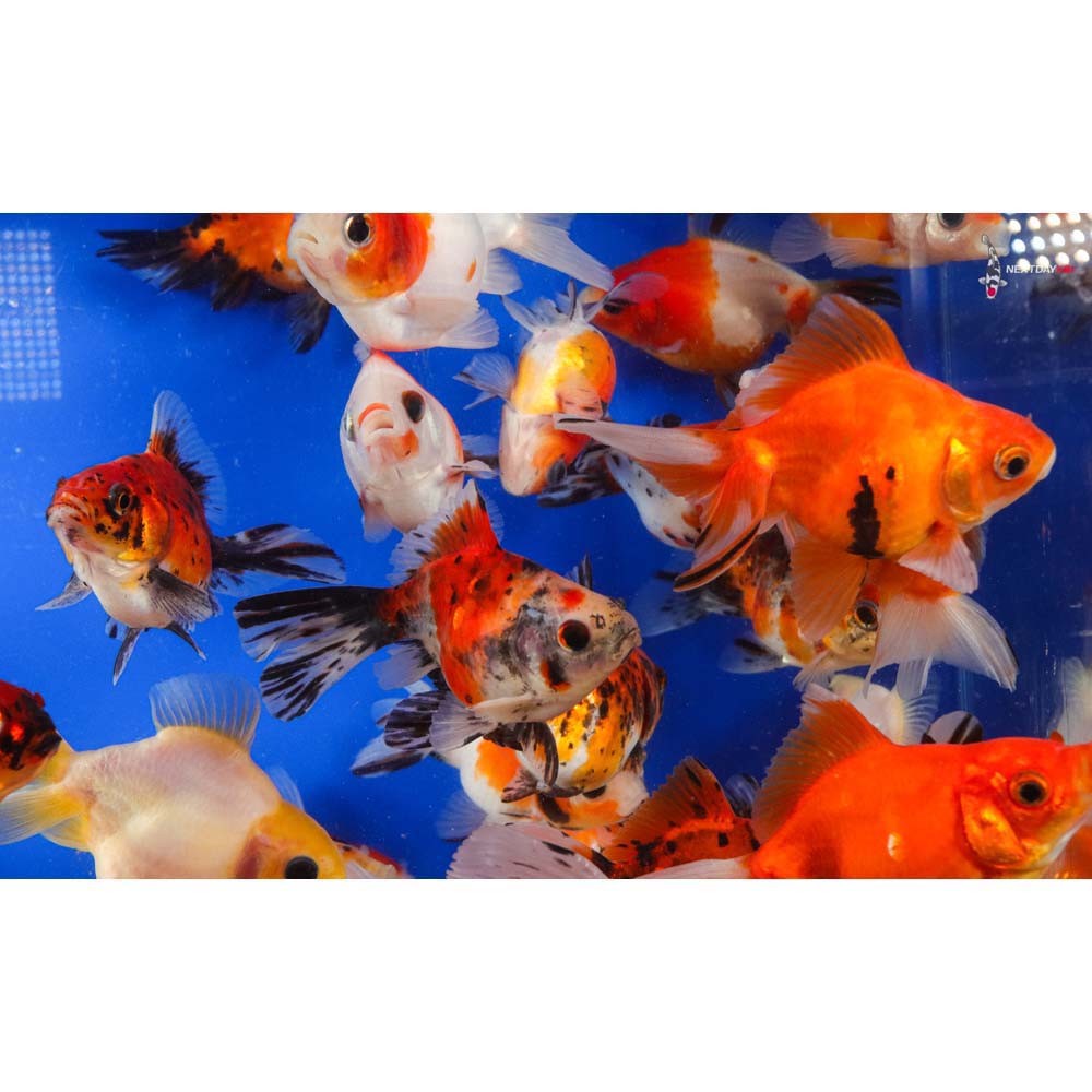 4-5" Imported Calico Ryukin Goldfish - Image 10
