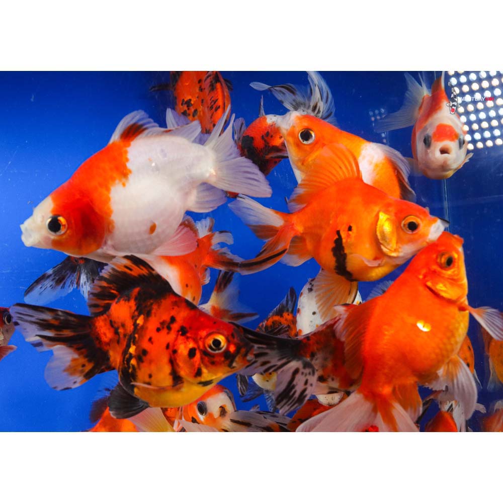 4-5" Imported Calico Ryukin Goldfish - Image 8