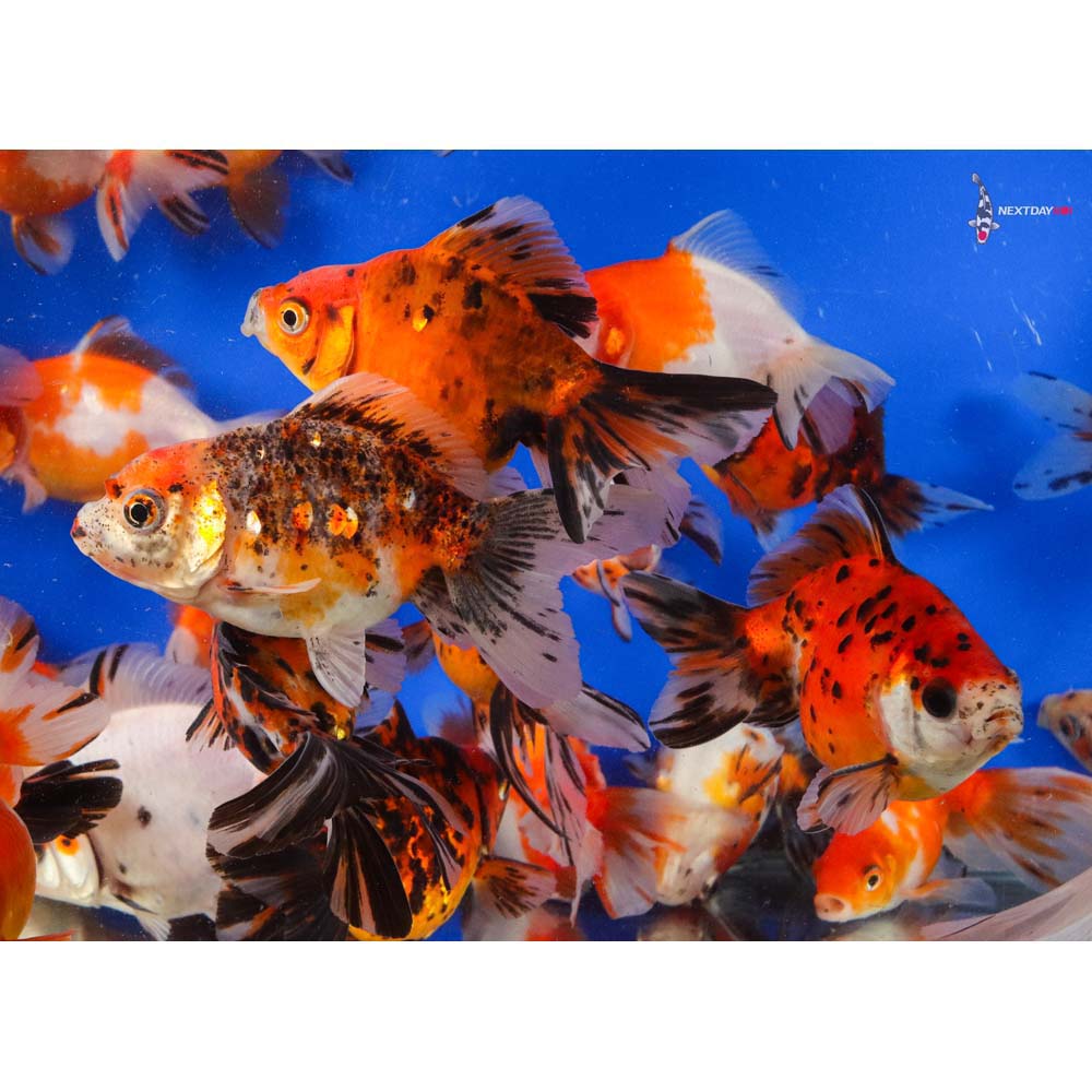 4-5" Imported Calico Ryukin Goldfish - Image 6