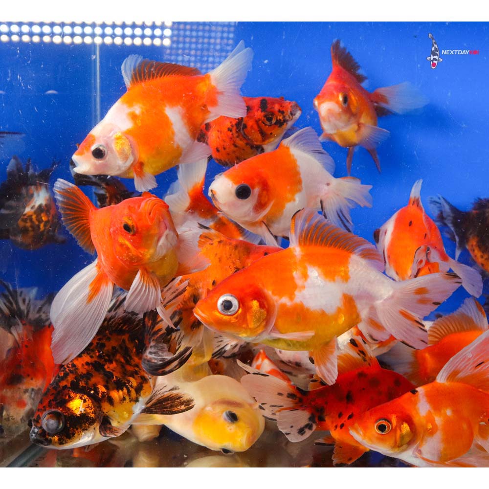 4-5" Imported Calico Ryukin Goldfish - Image 4