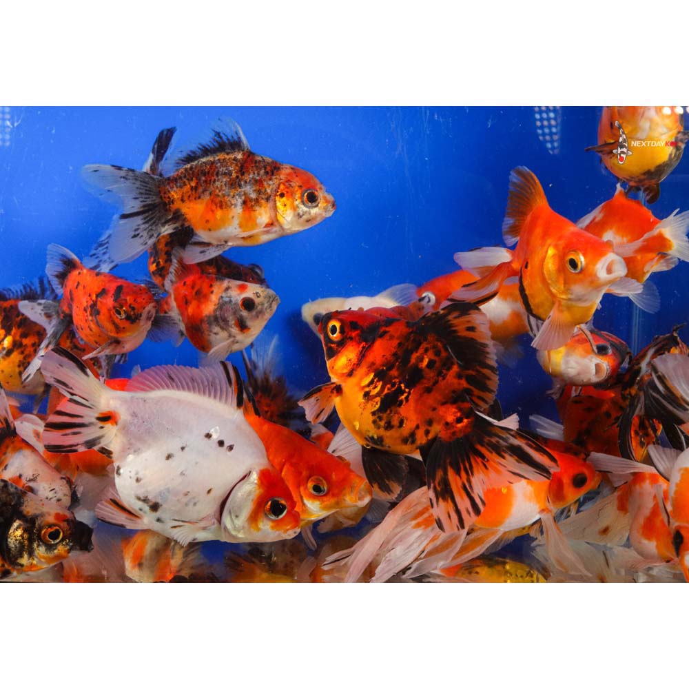 4-5" Imported Calico Ryukin Goldfish - Image 2