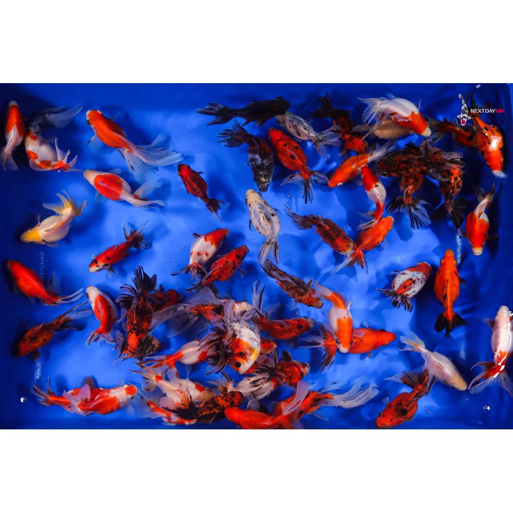 4-5" Imported Calico Ryukin Goldfish - Image 5