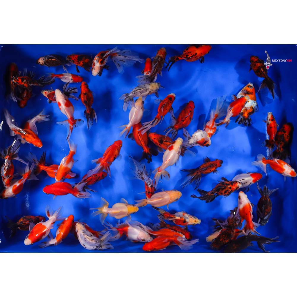4-5" Imported Calico Ryukin Goldfish - Image 7