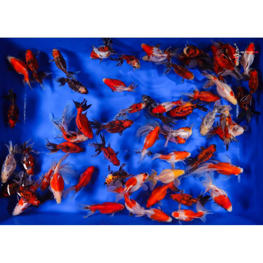 4-5" Imported Calico Ryukin Goldfish - Image 9