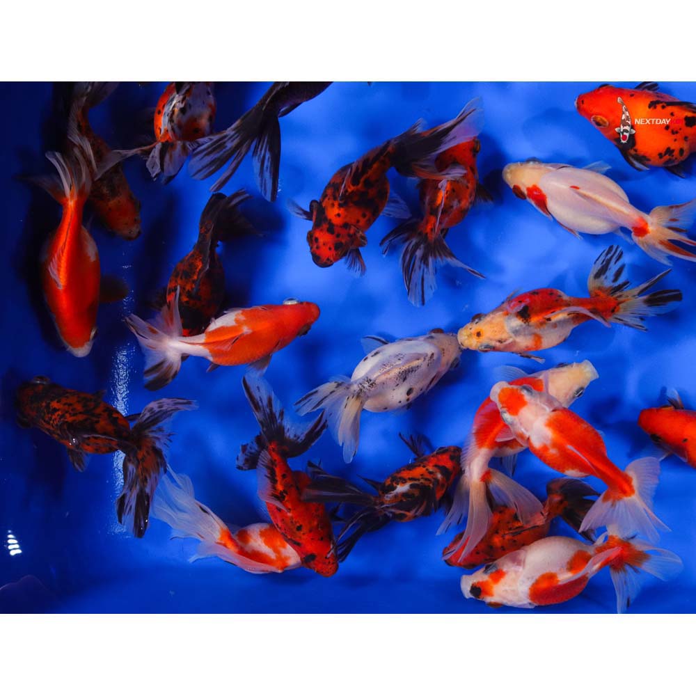 4-5" Imported Calico Ryukin Goldfish - Image 11