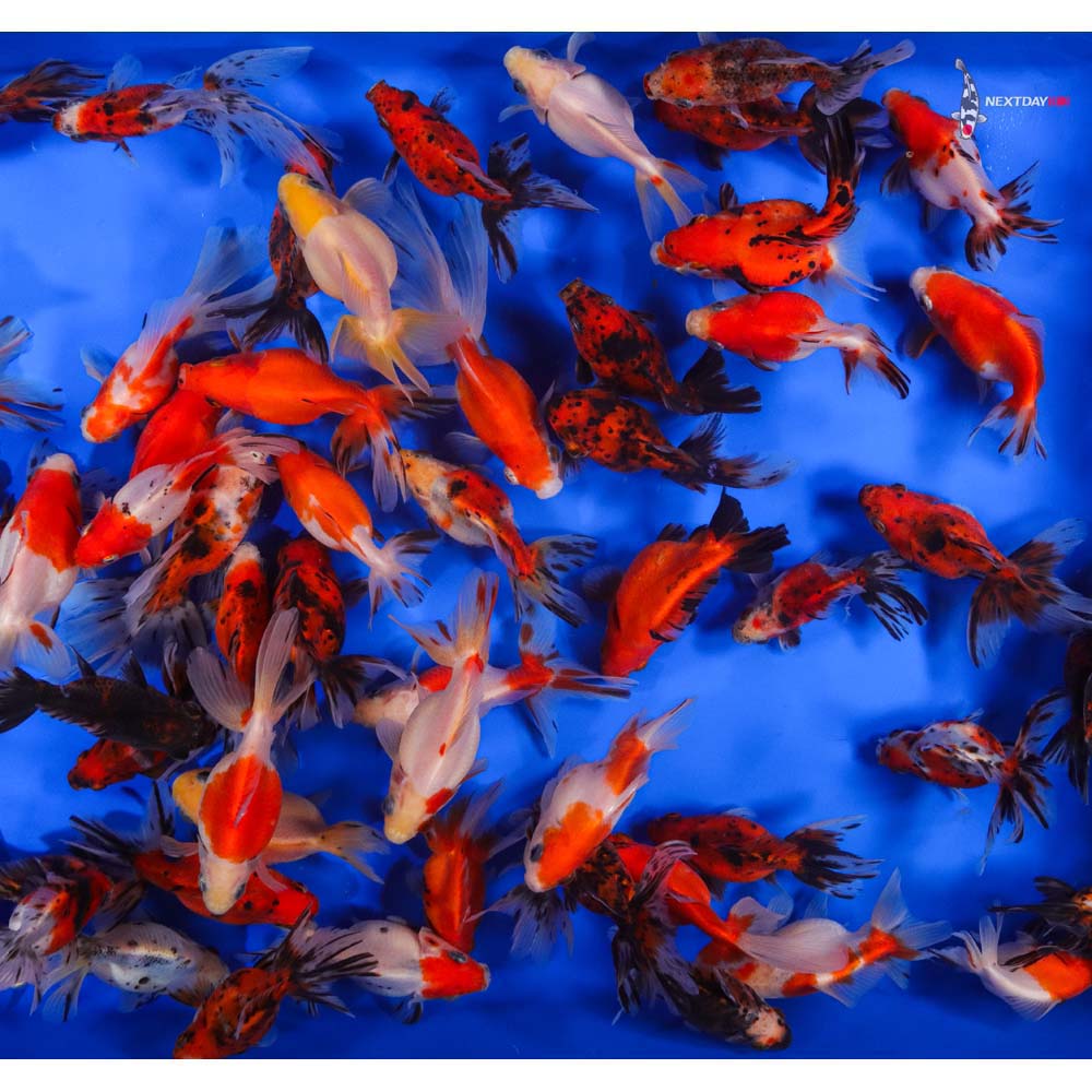4-5" Imported Calico Ryukin Goldfish - Image 3