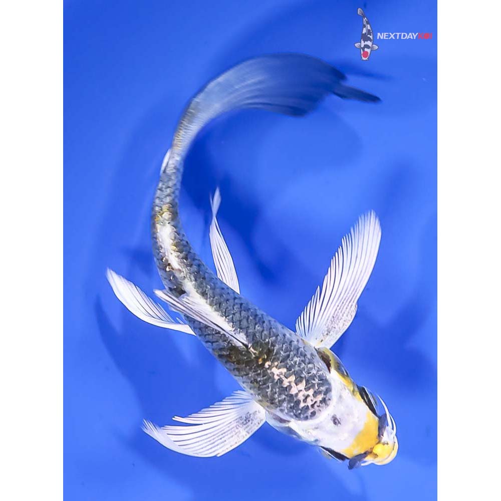 4.5” Imported Kujaku Butterfly Koi
