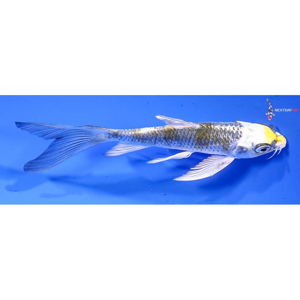 4.5” Imported Kujaku Butterfly Koi - Image 2