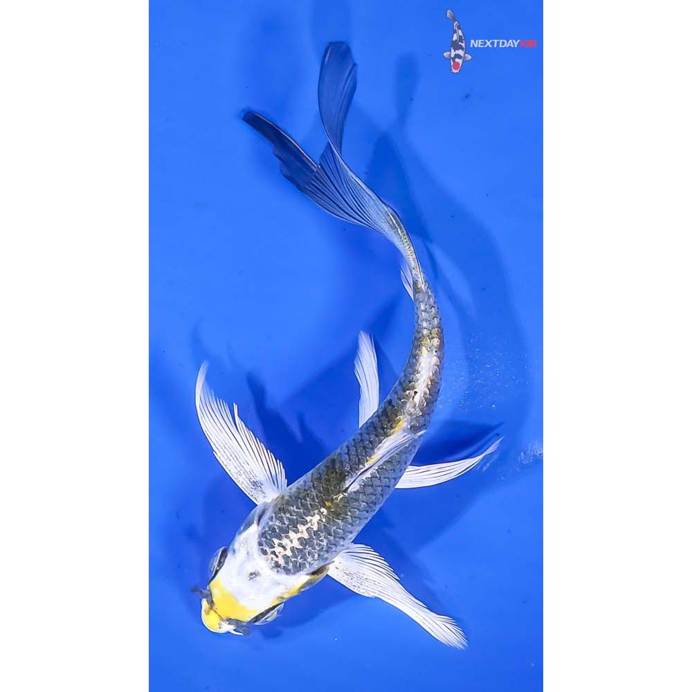 4.5” Imported Kujaku Butterfly Koi - Image 3