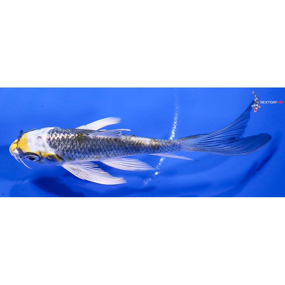 4.5” Imported Kujaku Butterfly Koi - Image 4