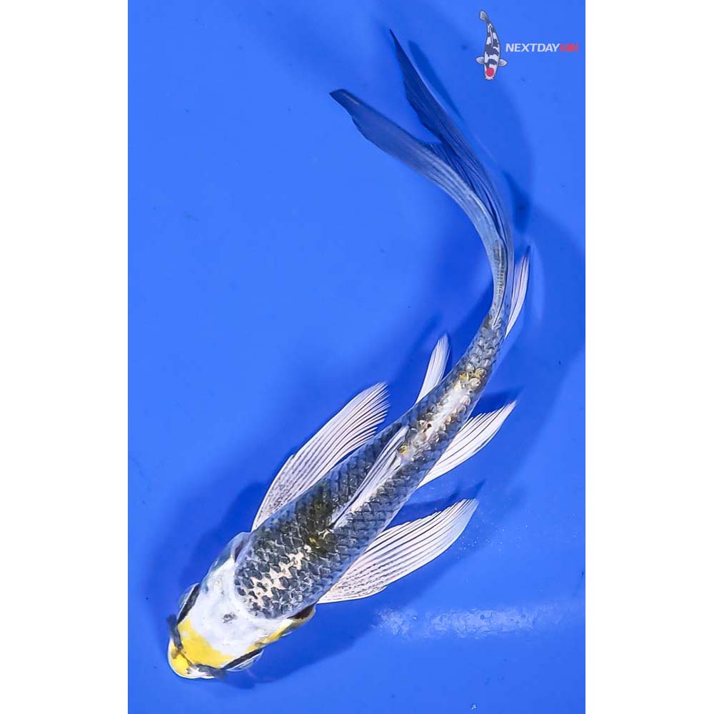 4.5” Imported Kujaku Butterfly Koi - Image 5