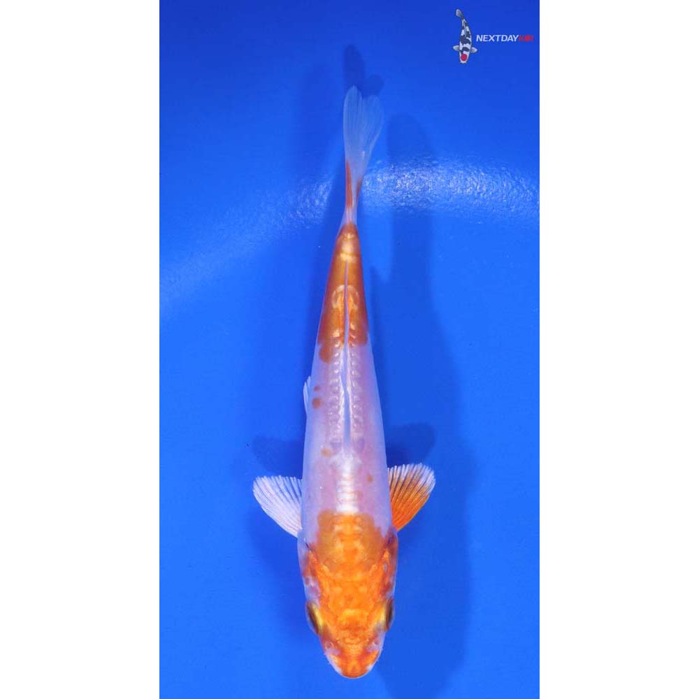 4” Imported Kikusui