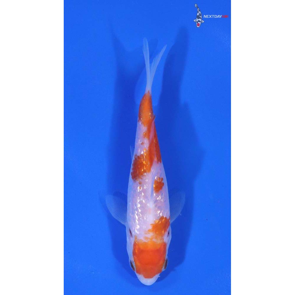 4” Imported Gin Rin Kohaku