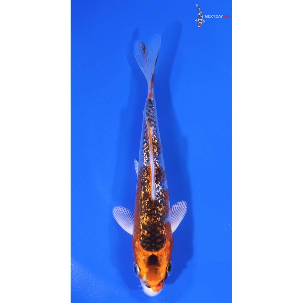 4.5” Imported Gin Rin Kujaku