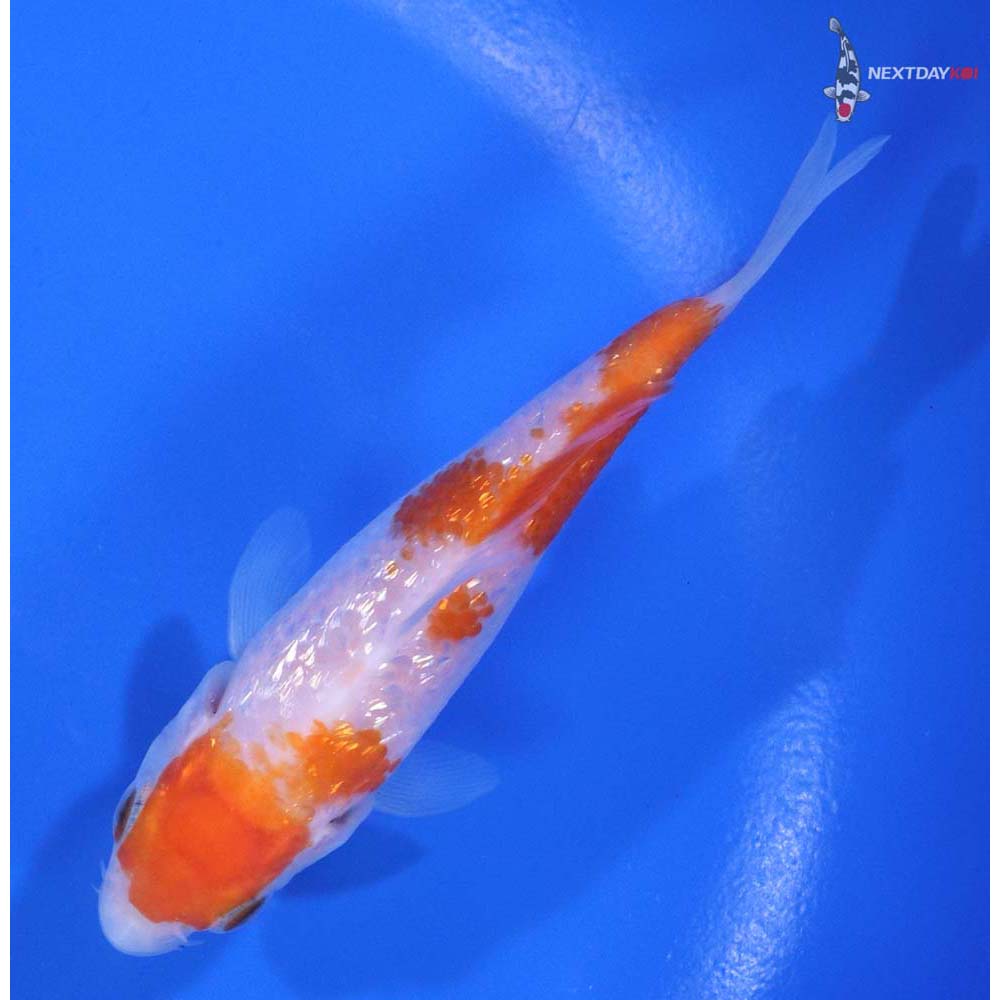 4” Imported Gin Rin Kohaku | Koi Fish For Sale