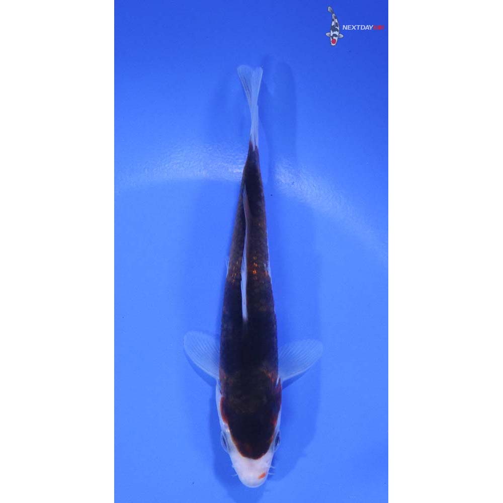 5” Imported Goromo