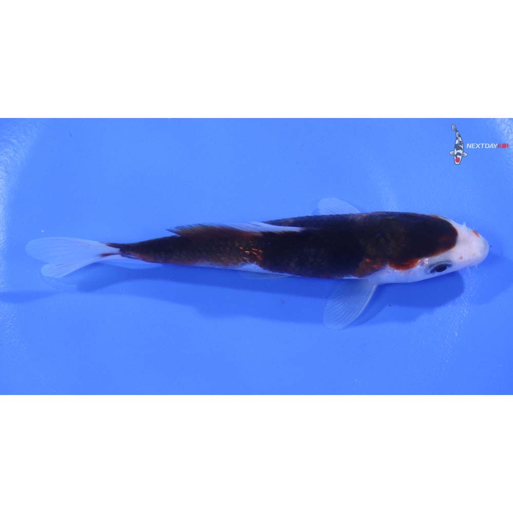 5” Imported Goromo - Image 2