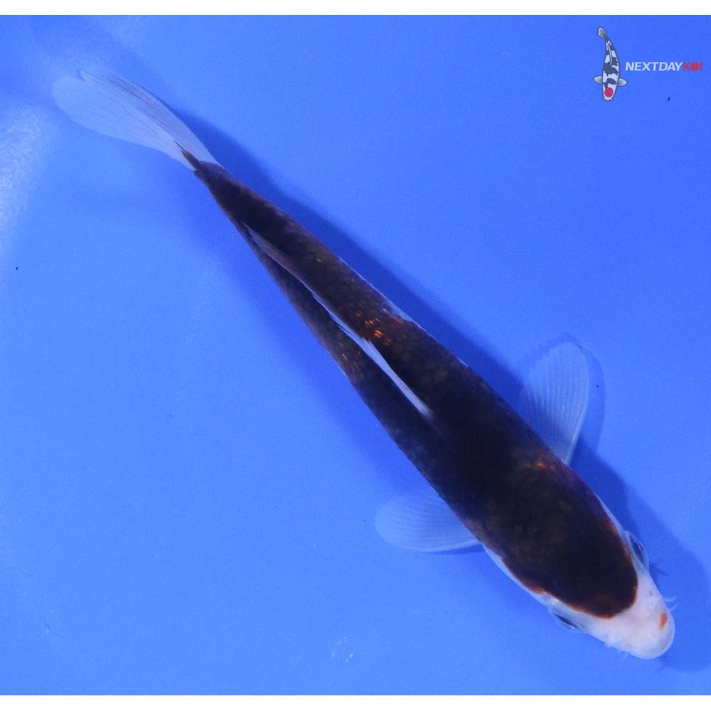 5” Imported Goromo - Image 3