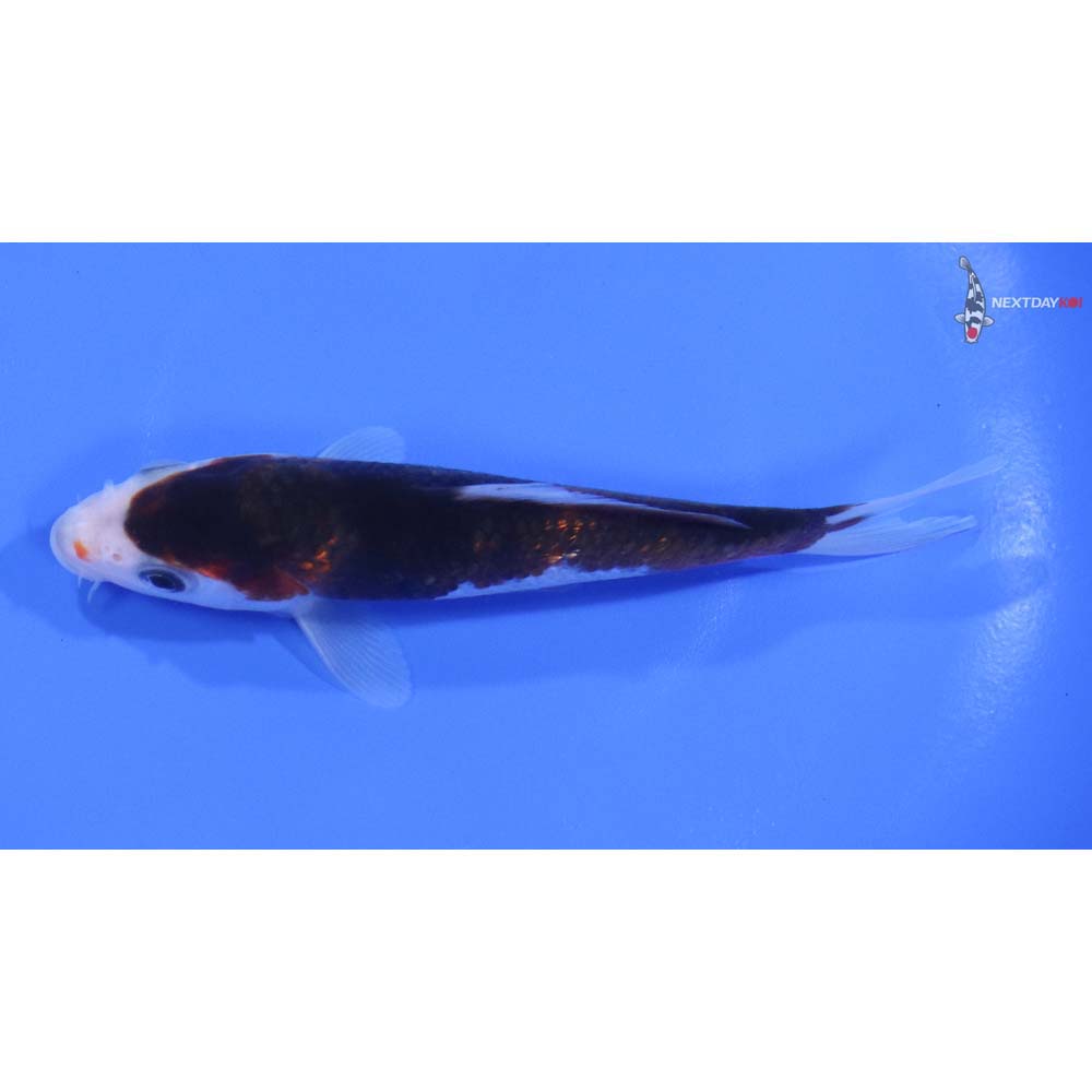 5” Imported Goromo - Image 4