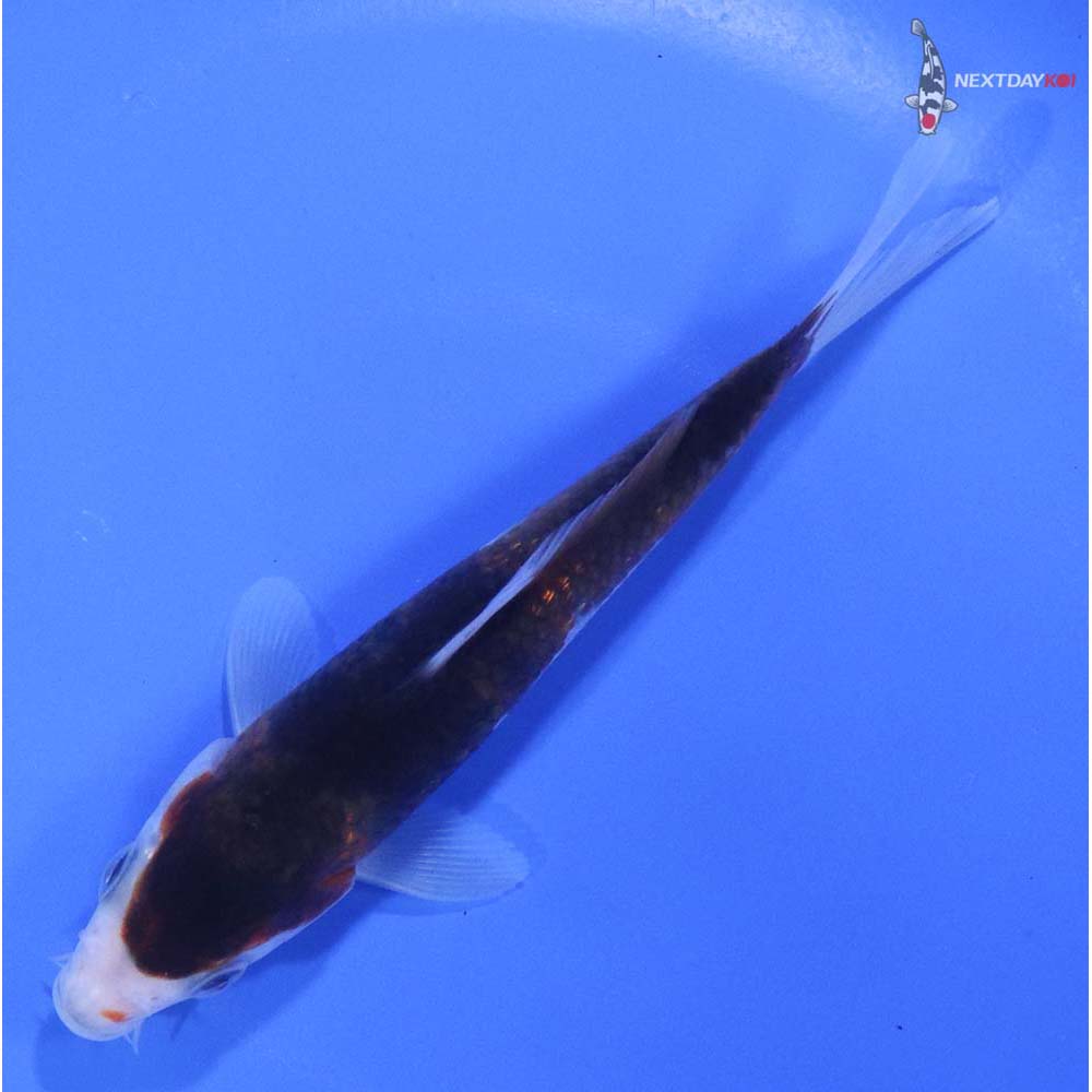 5” Imported Goromo - Image 5