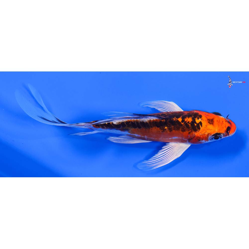 5” Imported Doitsu Kujaku Butterfly Koi - Image 2
