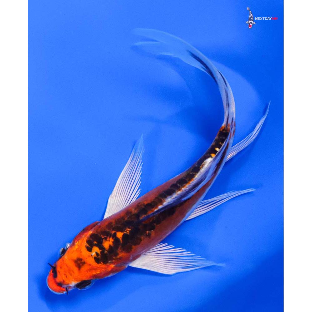 5” Imported Doitsu Kujaku Butterfly Koi - Image 3