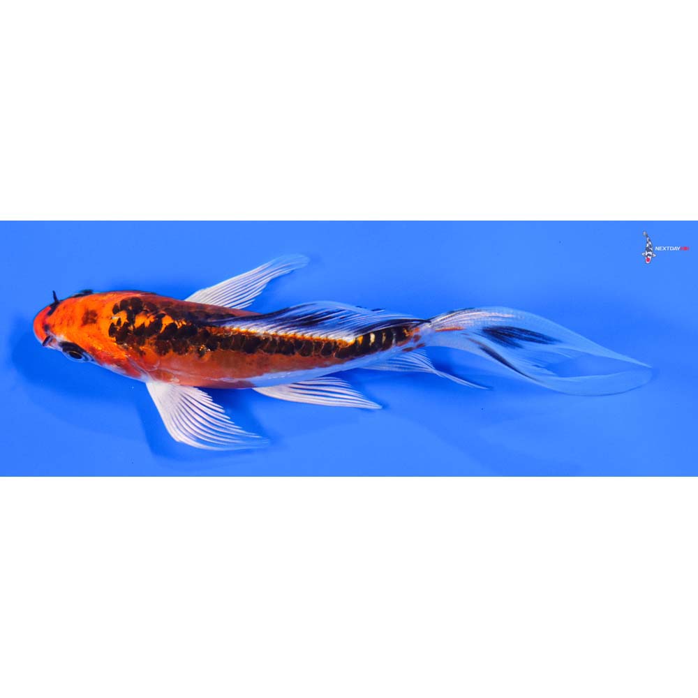 5” Imported Doitsu Kujaku Butterfly Koi - Image 4