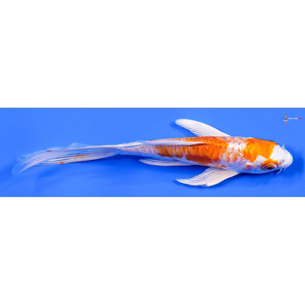 5” Imported Kikusui Butterfly Koi - Image 2