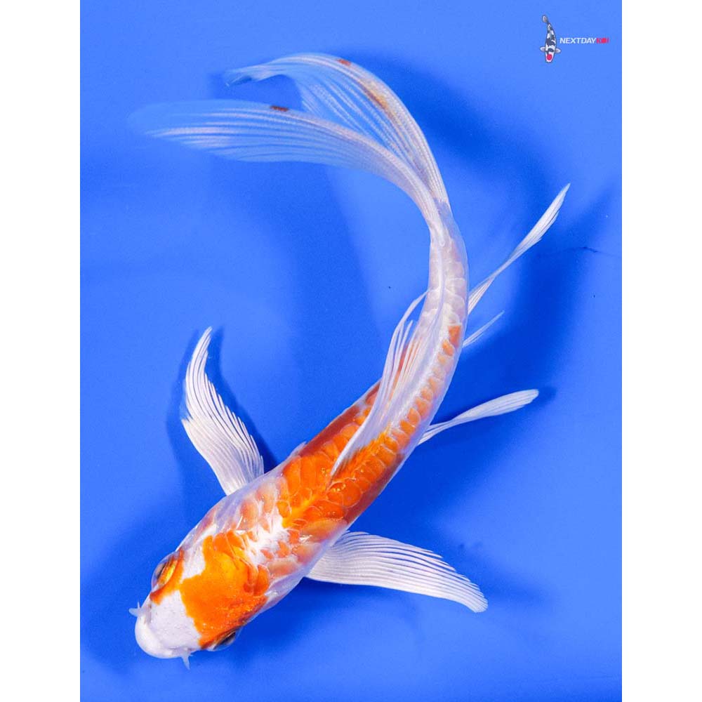 5” Imported Kikusui Butterfly Koi - Image 3