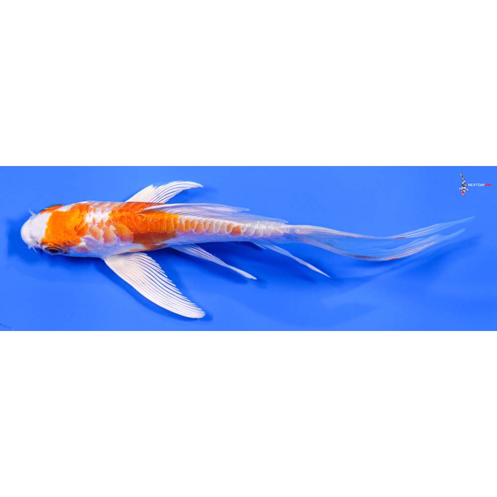 5” Imported Kikusui Butterfly Koi - Image 4