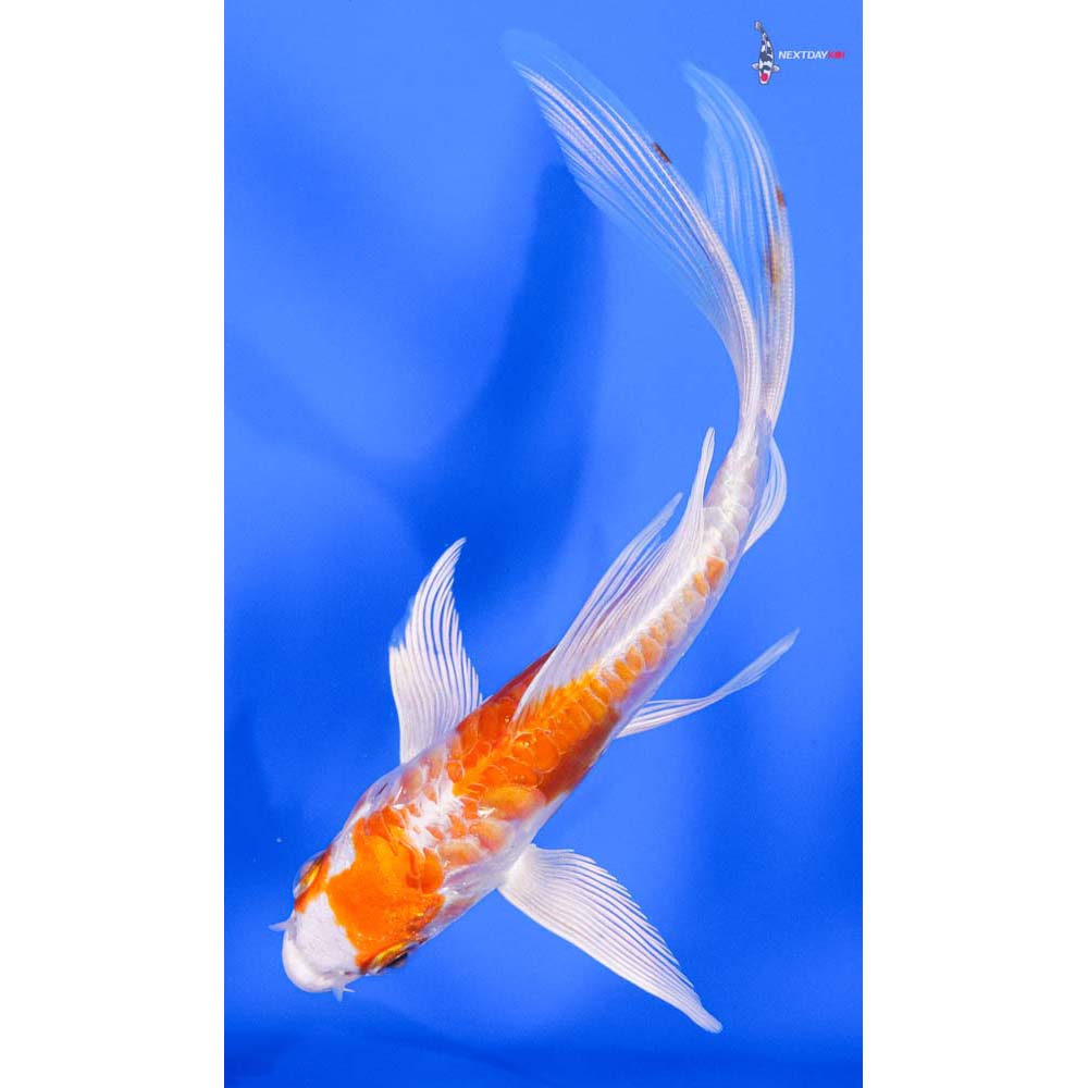 5” Imported Kikusui Butterfly Koi - Image 5
