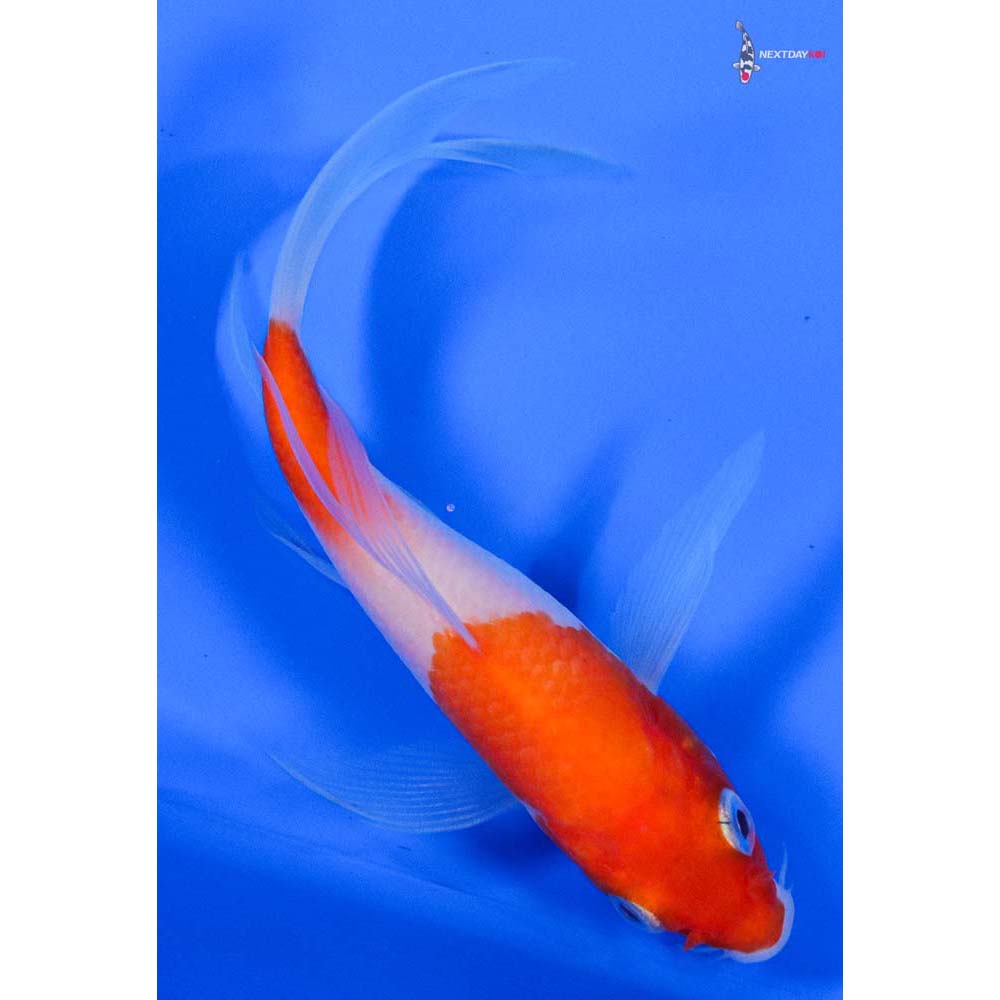 4.5” Imported Kohaku Butterfly Koi