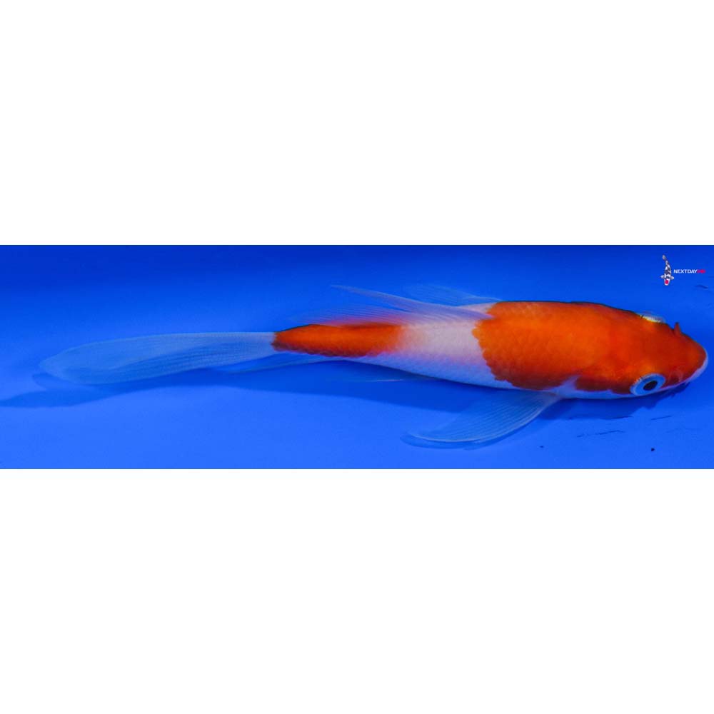 4.5” Imported Kohaku Butterfly Koi - Image 2