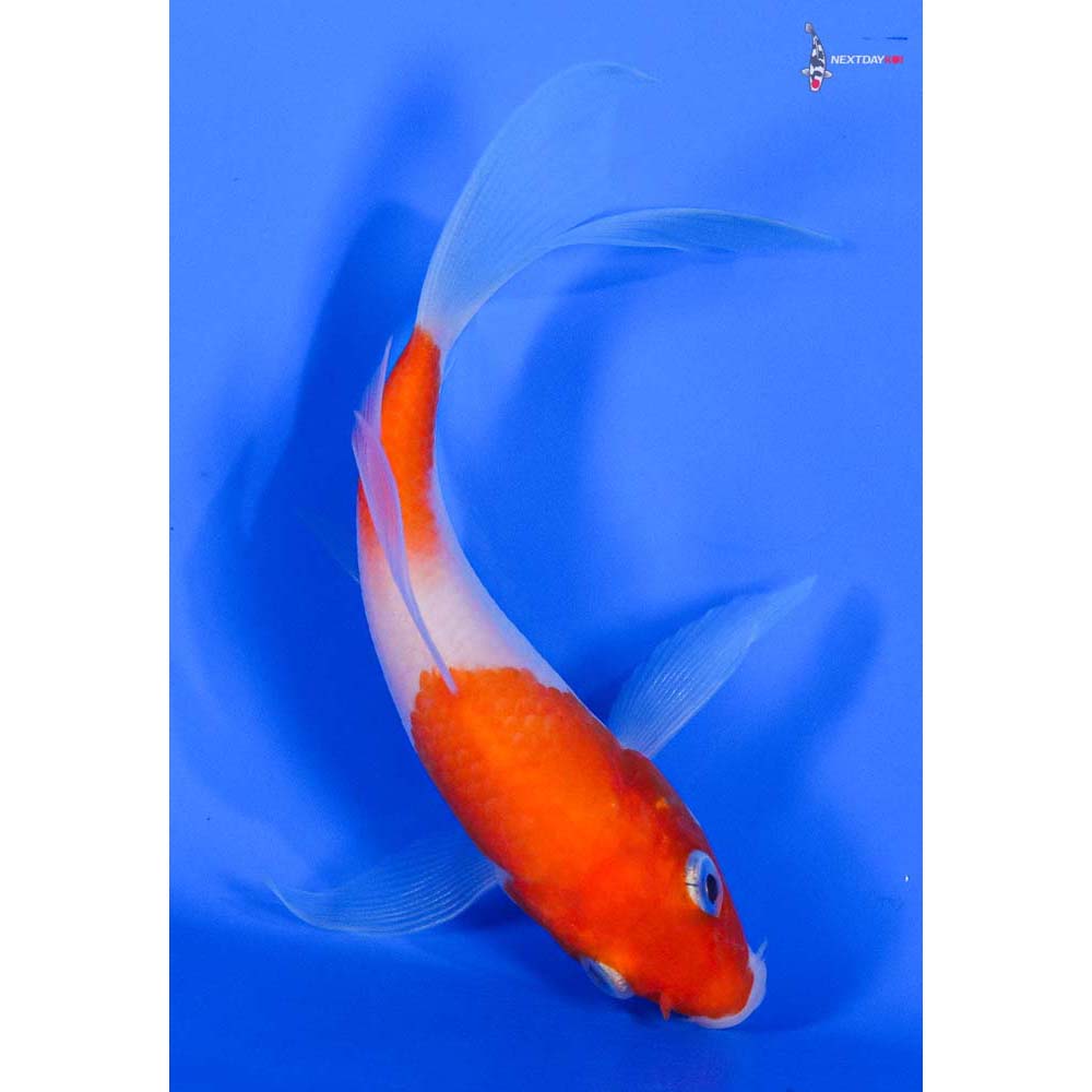 4.5” Imported Kohaku Butterfly Koi - Image 3