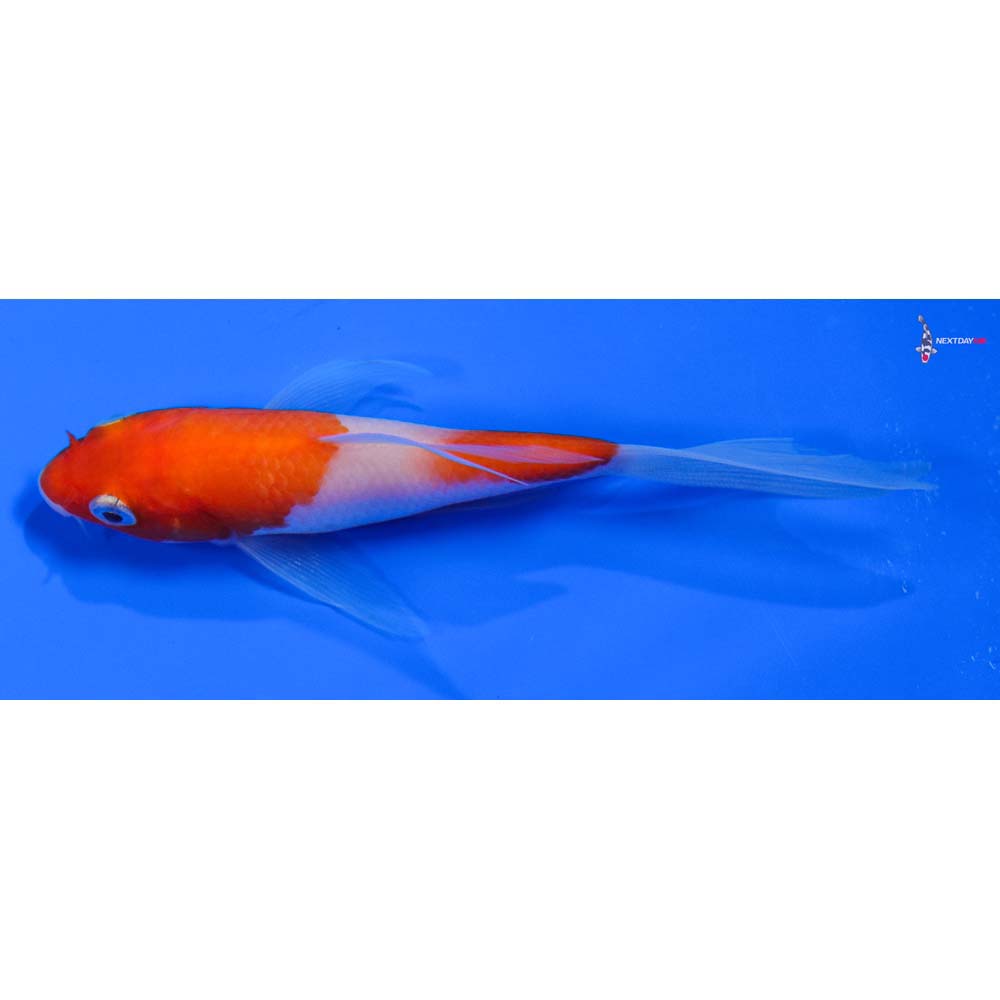4.5” Imported Kohaku Butterfly Koi - Image 4