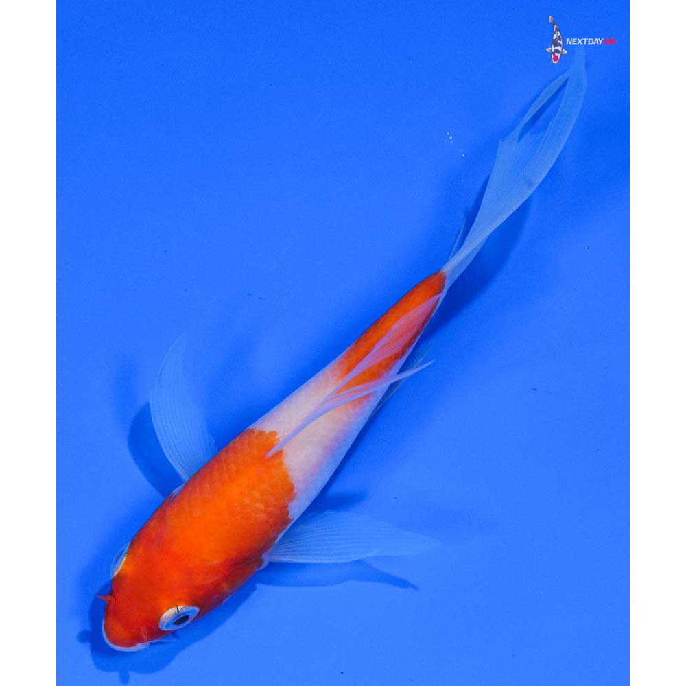 4.5” Imported Kohaku Butterfly Koi - Image 5