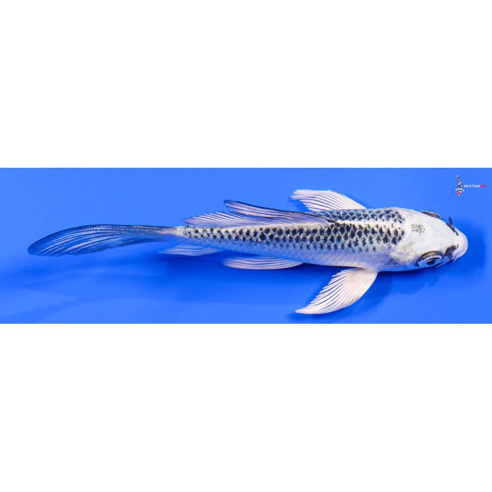 4.5” Imported Gin Matsuba Butterfly Koi - Image 2