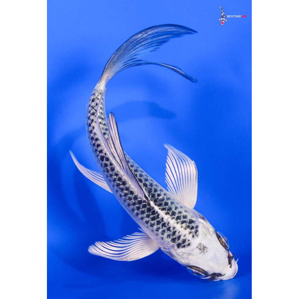 4.5” Imported Gin Matsuba Butterfly Koi - Image 3