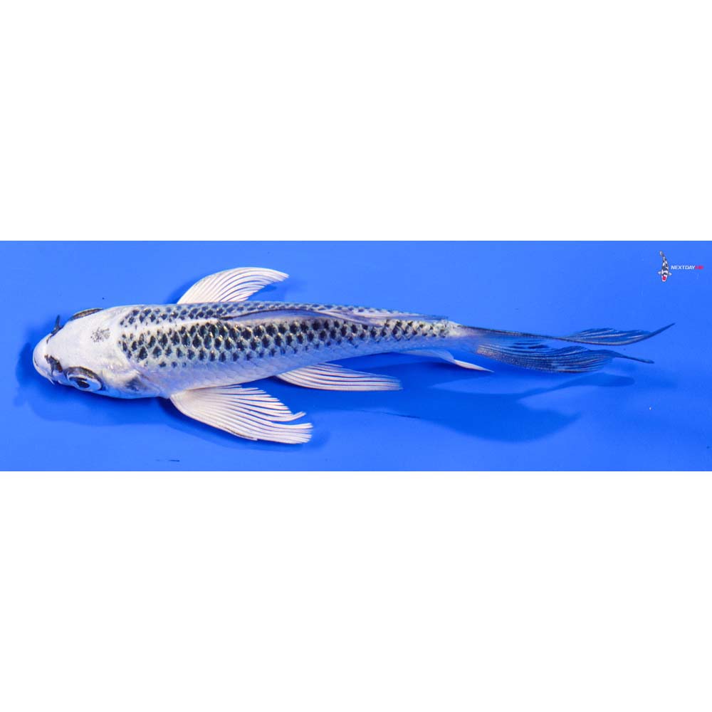 4.5” Imported Gin Matsuba Butterfly Koi - Image 4