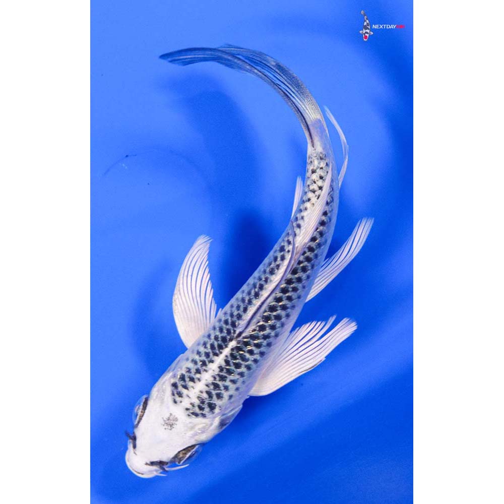 4.5” Imported Gin Matsuba Butterfly Koi - Image 5