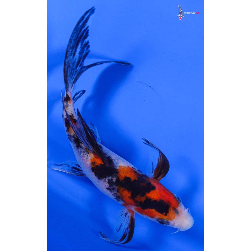 4.5” Imported Sanke Butterfly Koi