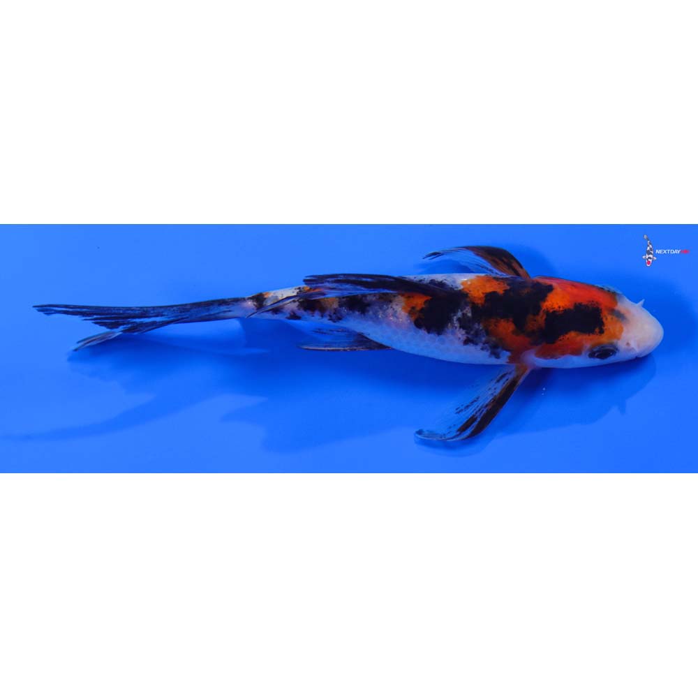 4.5” Imported Sanke Butterfly Koi - Image 2