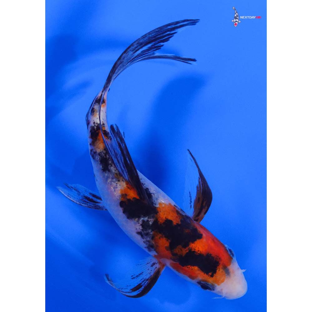 4.5” Imported Sanke Butterfly Koi - Image 3