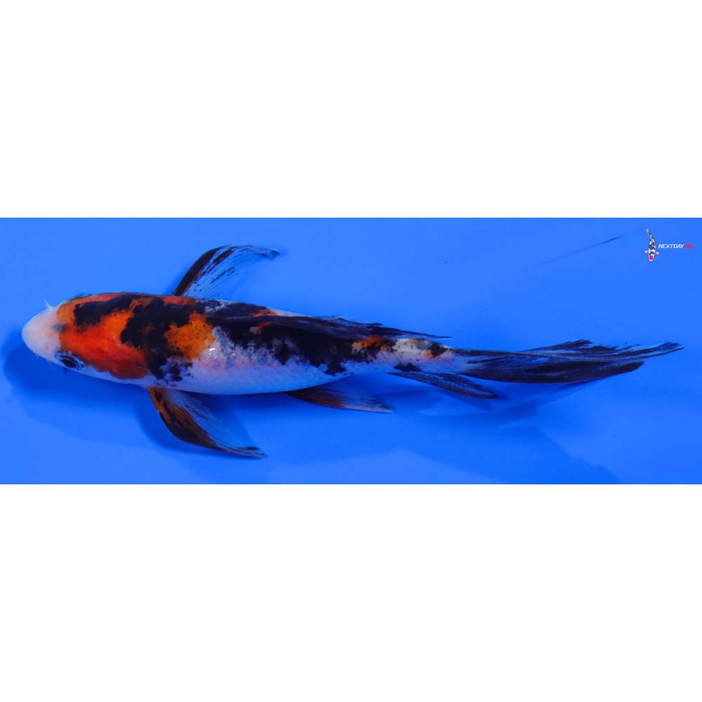 4.5” Imported Sanke Butterfly Koi - Image 4
