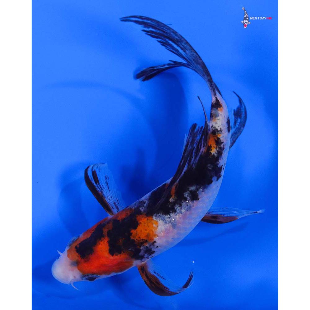 4.5” Imported Sanke Butterfly Koi - Image 5